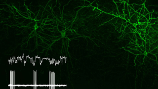 Research unit - Systems Neurobiology