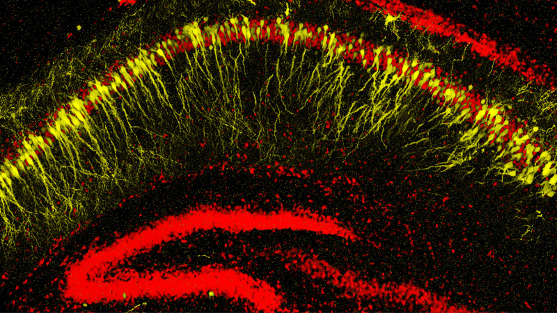 Research unit - Neuroscience and Behaviour