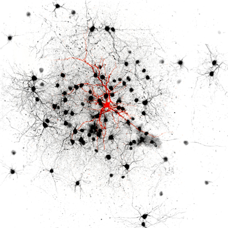 Research unit - Functional architecture of neural circuits